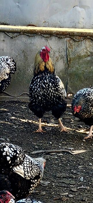 De vanzare in nasaud