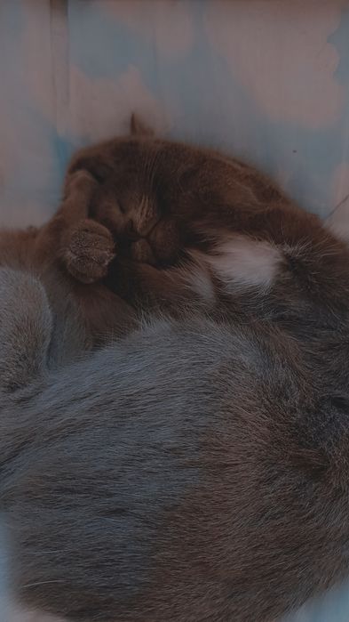 Отдам котика в добрые руки
