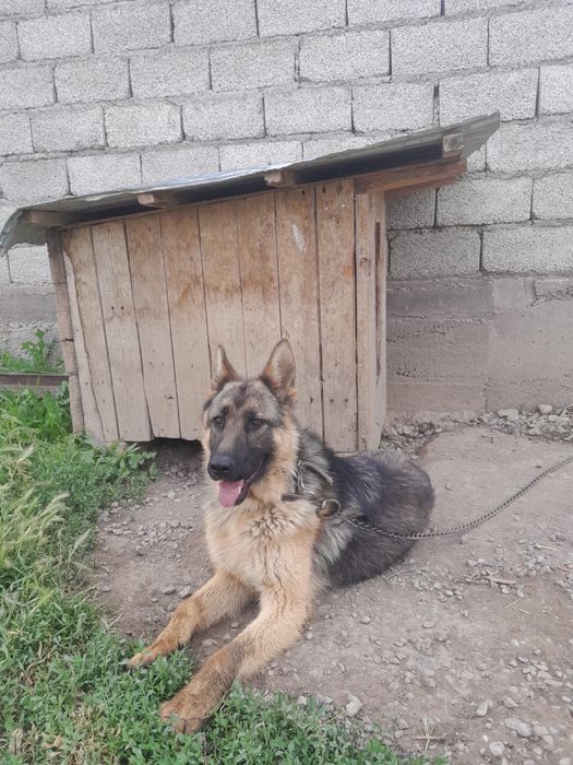 Немецкий овчарка