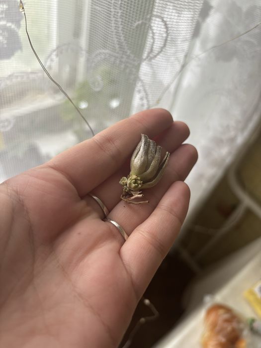 Тилландсия цветы