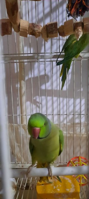 Продам срочно попугая