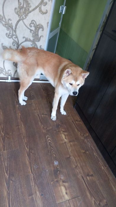 Акито уно. Хатико аклли ит