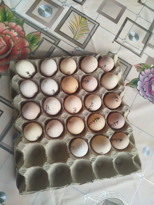 Продается  яйцо пароды Плимутрок!