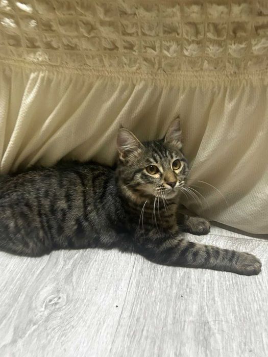 Котенок мальчик ( 3-4 месяца)