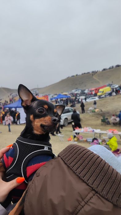 Вязка Той терьерчика