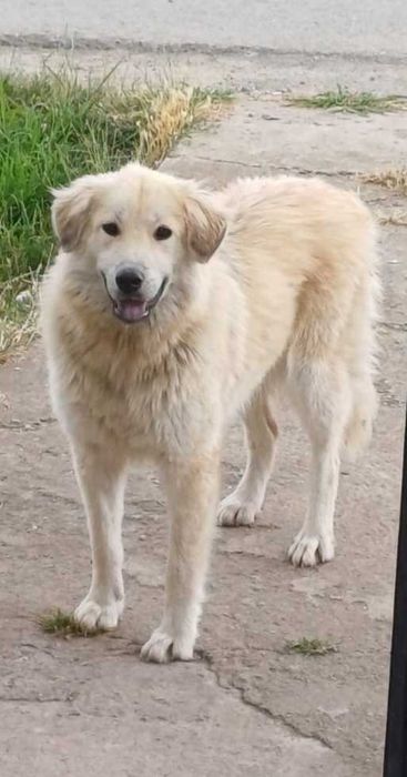 Donez cățelușă aprox.12-24luni