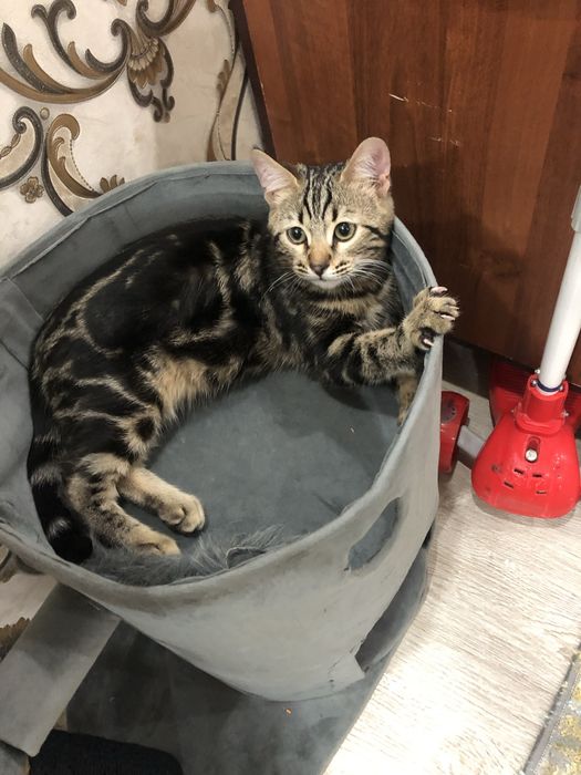 Toza zotli bengalskiy mushuk bolalari sotiladi