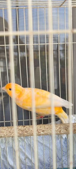 Конарейка самец,.