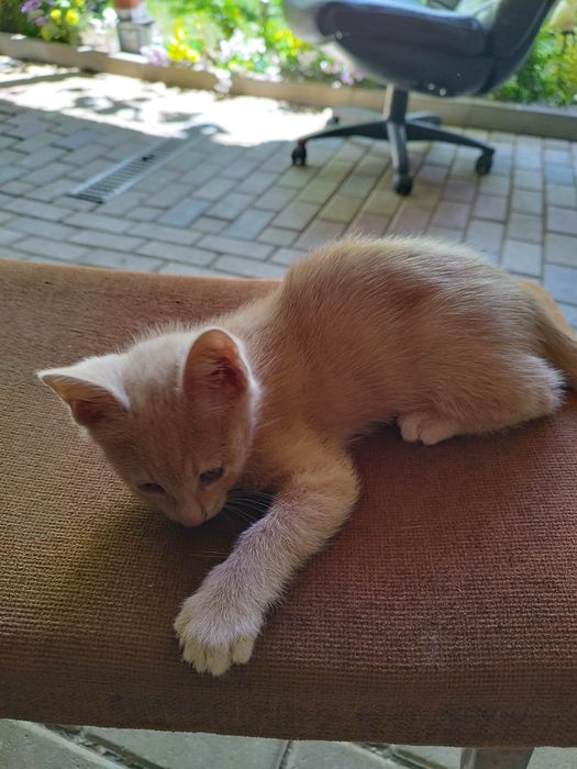 Раздавам котета на 2 месеца