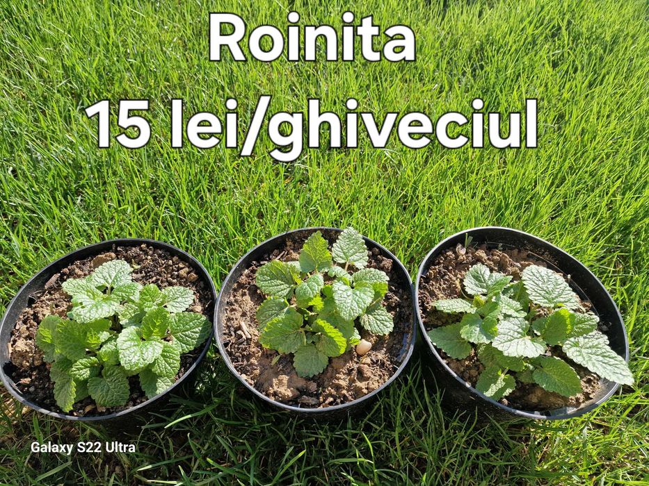 Roinita/melisa la ghiveci
