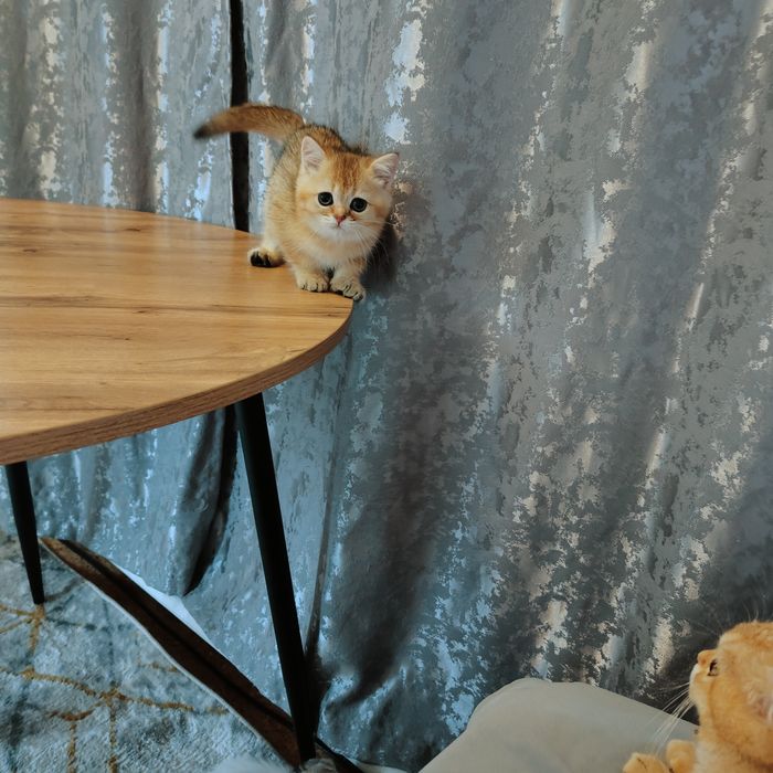 Котята золотые драгоценный окрас .