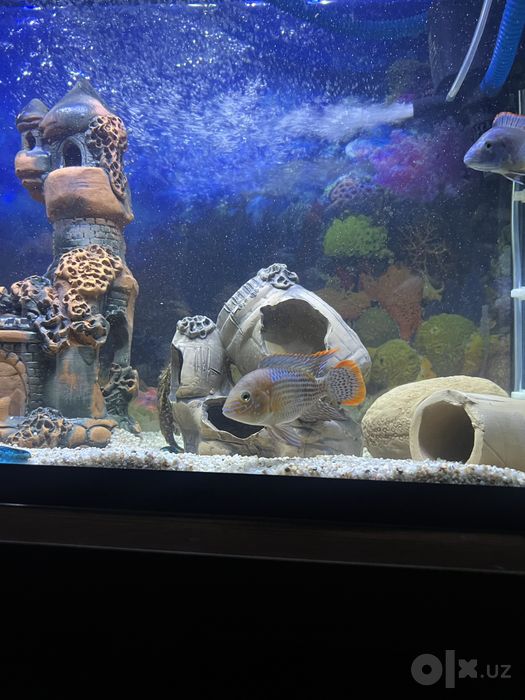 Akvariyum full naborlari bilan sotiladi