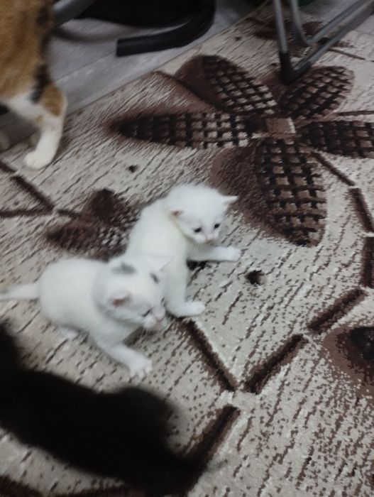 Продается котяты