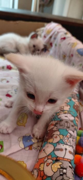 Отдам котят бесплатно