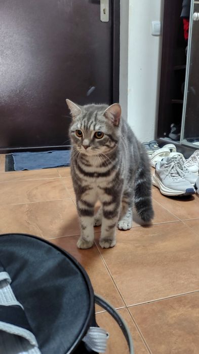 Котик, британец, в добрые руки.