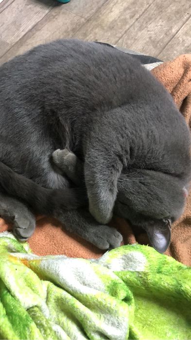 Связка, случка кота