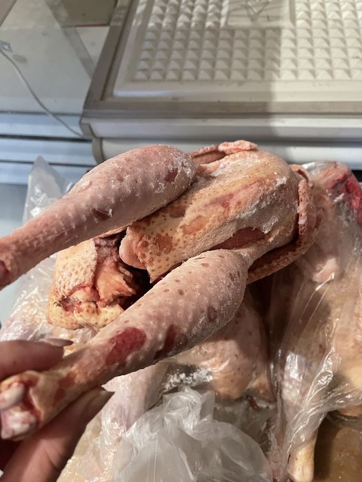 Домашнии петушки на кукурузе