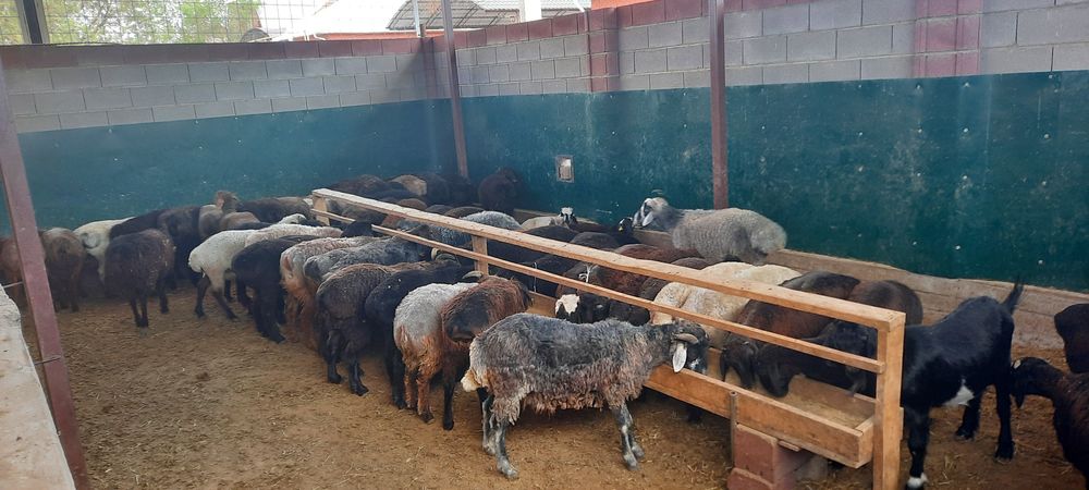 Кой токты тусак кошкар