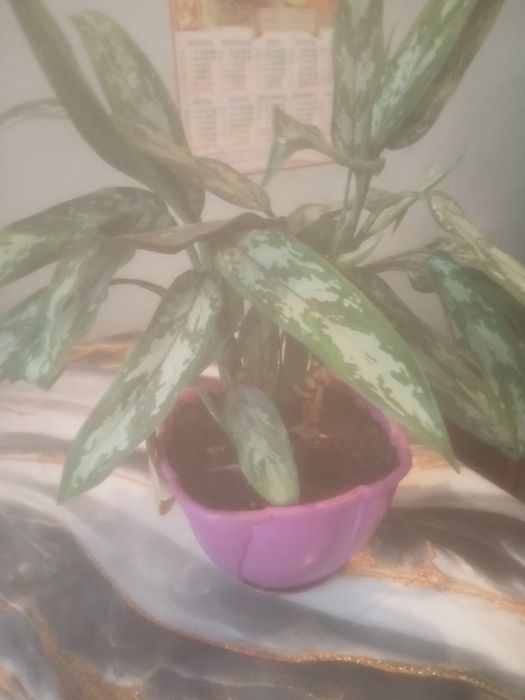 Продам аглонему горшок