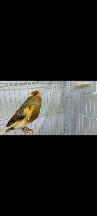 Canari timbrado  spaniol