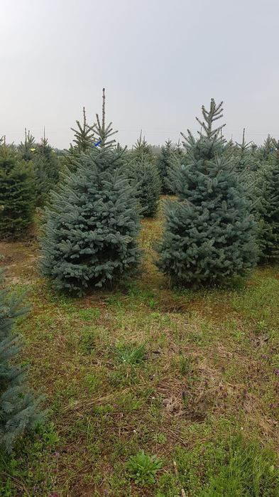 Brazi argintii și verzi