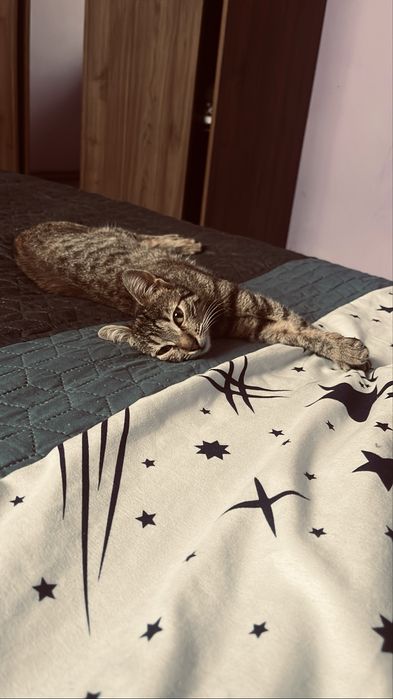 Pui de pisica cu mama ei