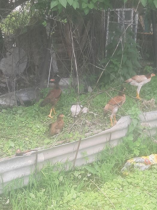 Продам курей бойцовы