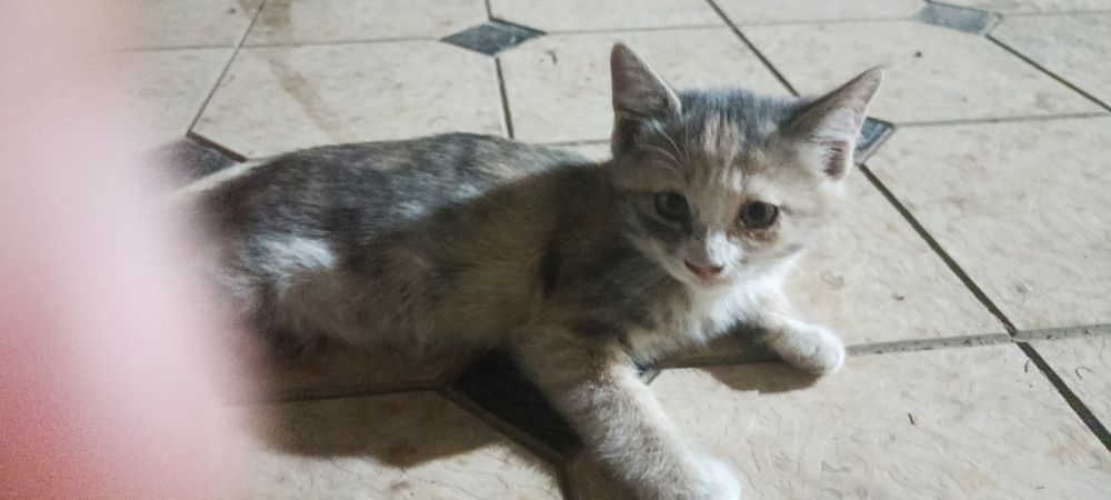 Mushuk bolasi yaxshi qoʻlarga beriladi