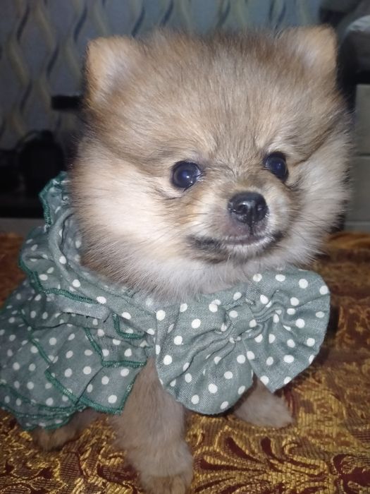 Померанский шпиц