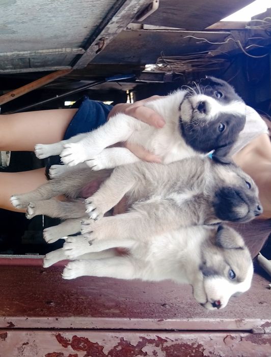Отдаю щенков добрые руки
