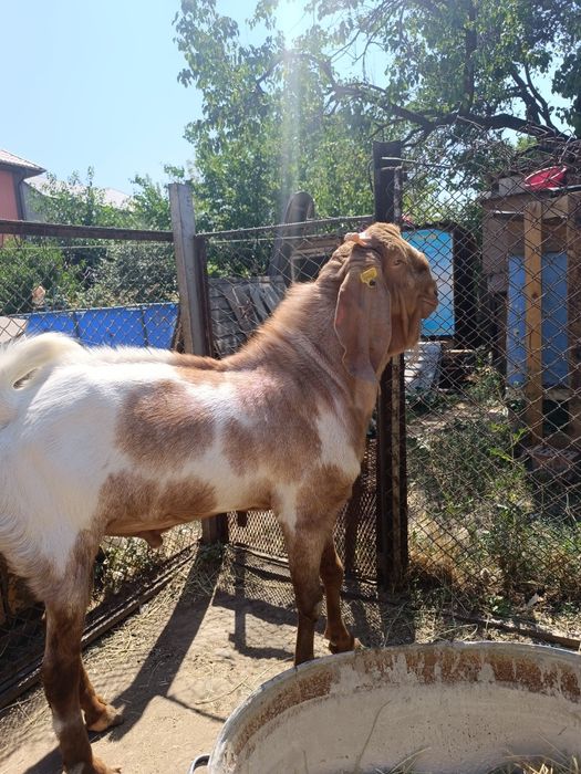 Козлята камори битал