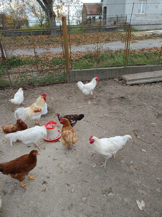 Tineret disponibil(metiși de Australorp)