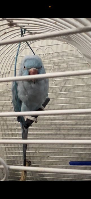 Ожереловый попугай .