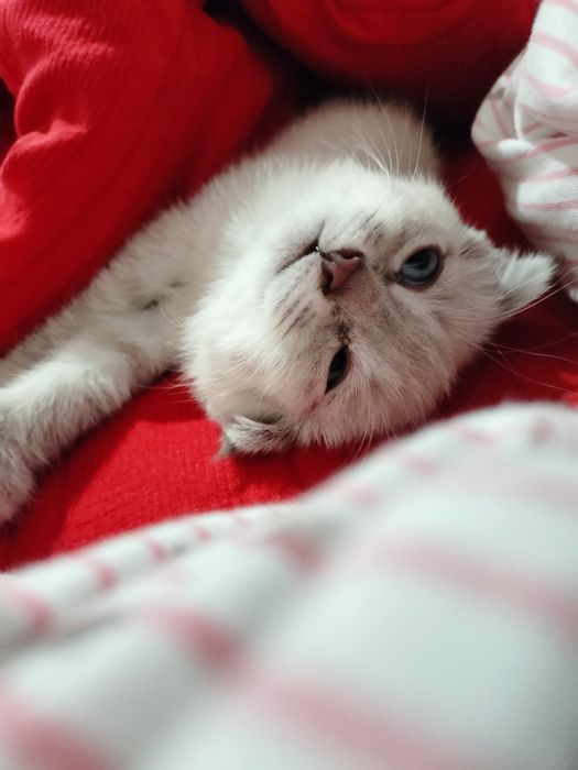 Шотландская Скоттиш фолд вислоухый