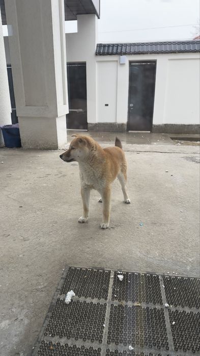 Щенок, Сиба-Ину продам