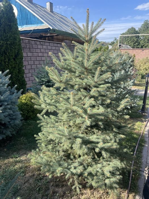 Елка ели продам 5 шт  по 90000