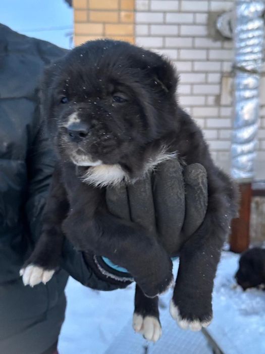 Щенки САО  40 дней 2 сучьки