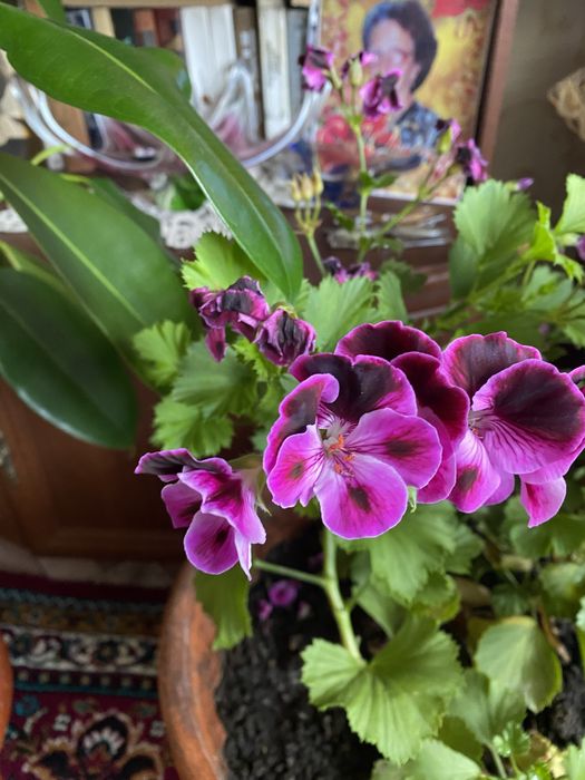 Королевская герань