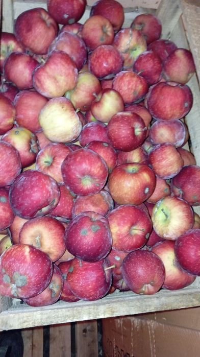 Яблоки Американка второй сорт