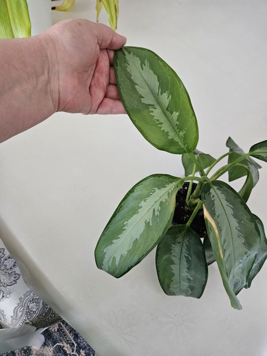 Продам укорененный черенок аглаонемы Сильверадо.