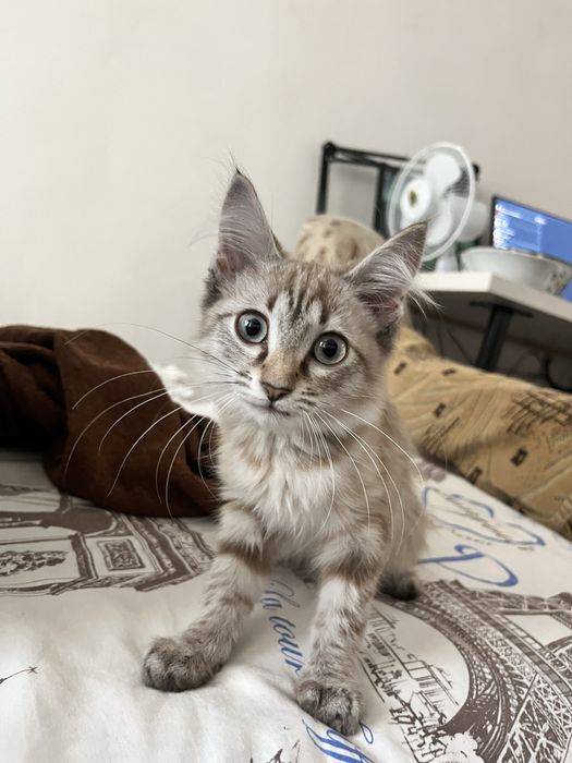 Котенок в добрые руки