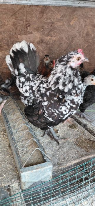 Gaini  pitice, pui si cocosi americani