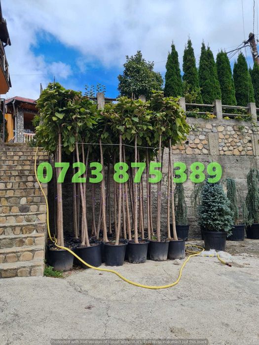 Arbori de Grădină de Calitate – Aspect Vizual de Excepție în Curte