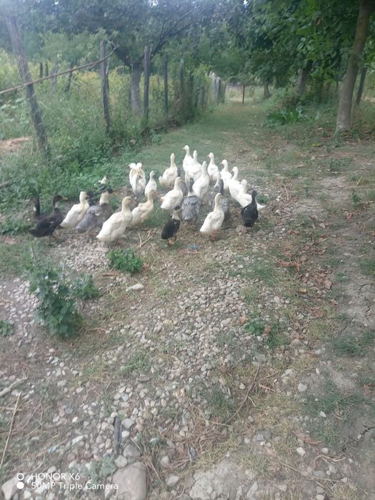 Rațe pentru carne mari si mici de vanzare