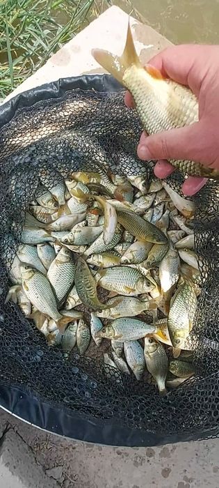 Малёк  карпа сиголетка