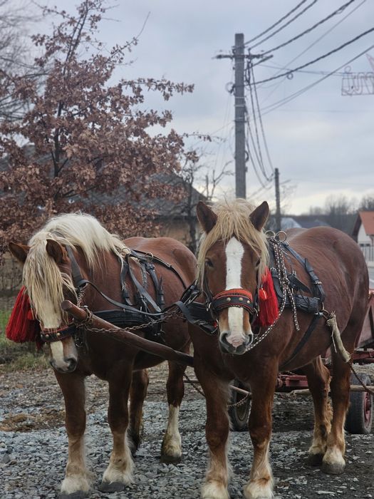 Vând o pereche de iepe!