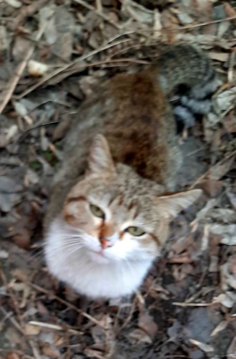 Котик приносящий счастье