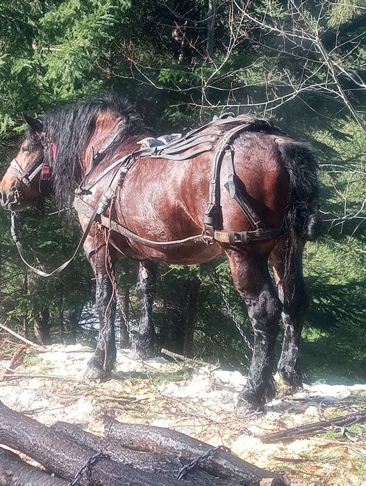 Vând cal armăsar 6 ani
