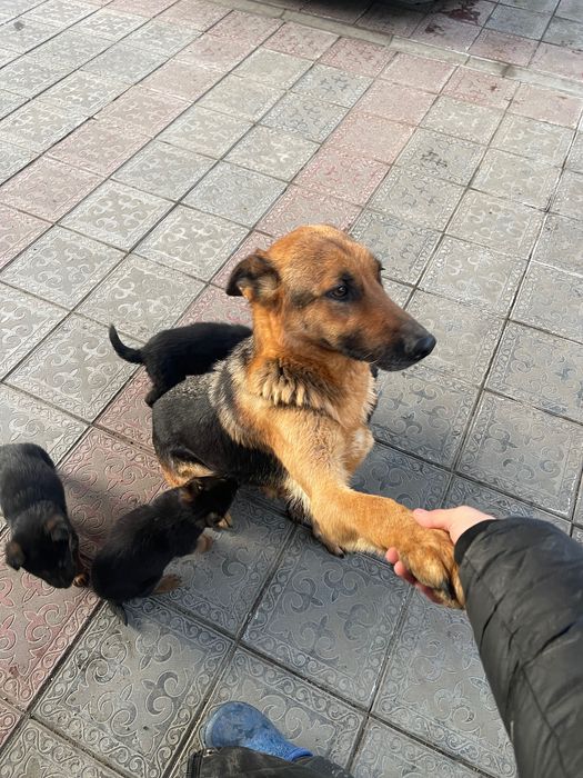 Немецкая овчарка