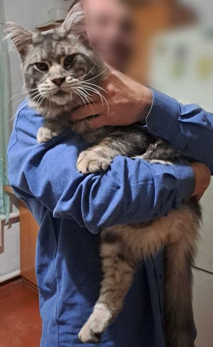 Пропал кот Мейн-кун